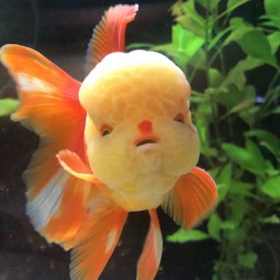 goldfish with big cheeks